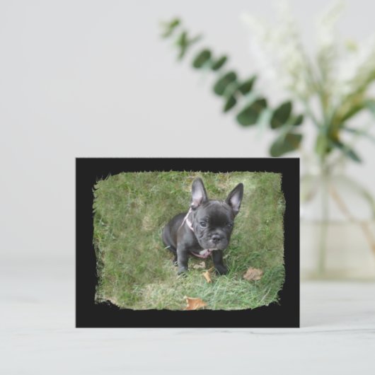 Trudy the French Bulldog Postkarte (Stehend Vorderseite)