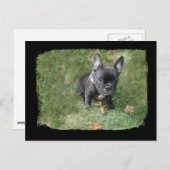 Trudy the French Bulldog Postkarte (Vorne/Hinten)