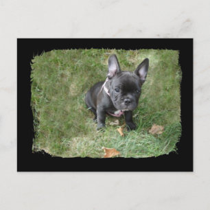 Trudy the French Bulldog Postkarte