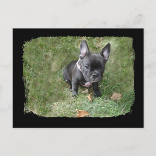 Trudy the French Bulldog Postkarte (Vorderseite)