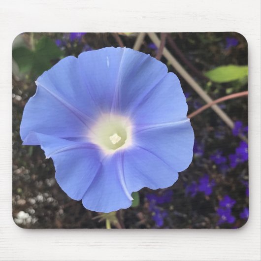 True Blue Morning Glory Close-up  Mousepad (Vorne)