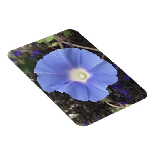 True Blue Morning Glory Magnet (Rechte Seite)