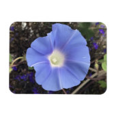 True Blue Morning Glory Magnet (Horizontal)