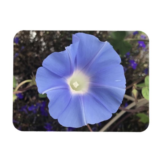 True Blue Morning Glory Magnet (Horizontal)