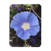 True Blue Morning Glory Magnet (Vertikal)