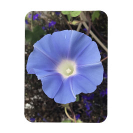 True Blue Morning Glory Magnet
