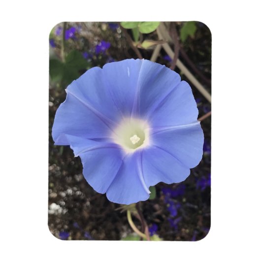 True Blue Morning Glory Magnet (Vertikal)
