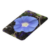 True Blue Morning Glory Magnet (Linke Seite)