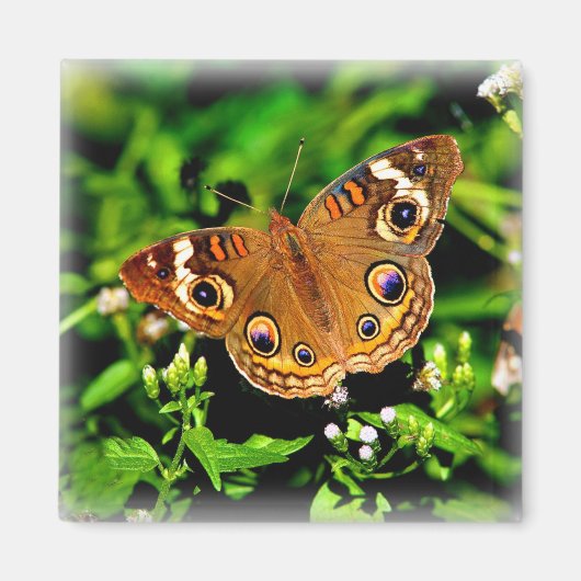 True Colors - Buckeye Butterfly Magnet (Vorne)