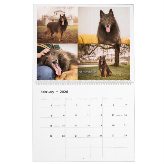 True Knight Belgium Tervuren Hund/Welpenkalender Kalender (Feb 2026)