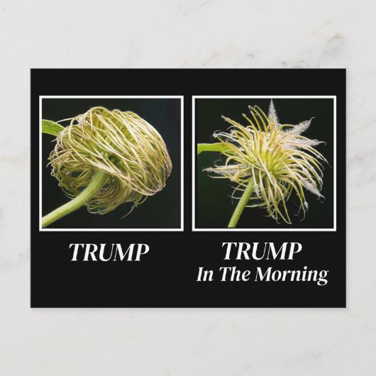 Trump Hair Postkarte (Vorderseite)