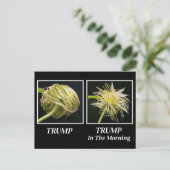 Trump Hair Postkarte (Stehend Vorderseite)