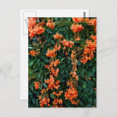 Trumpet-Blume Postkarte (Vorne/Hinten)