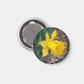 Trumpet Daffodil Small Round Magnet (Vorderseite/Rückseite)