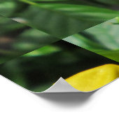 Trumpet Garden Blumen Yellow Poster (Ecke)