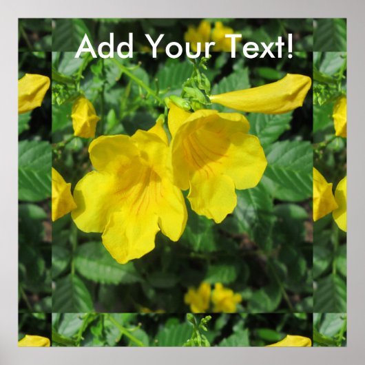 Trumpet Garden Blumen Yellow Poster (Vorne)