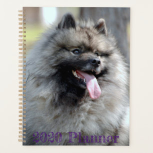 Trumpet-Planer 2020 Planer