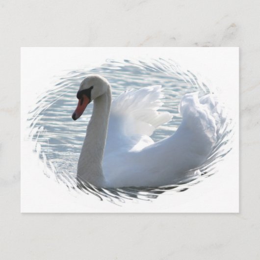 Trumpet Swan Postcard Postkarte (Vorderseite)