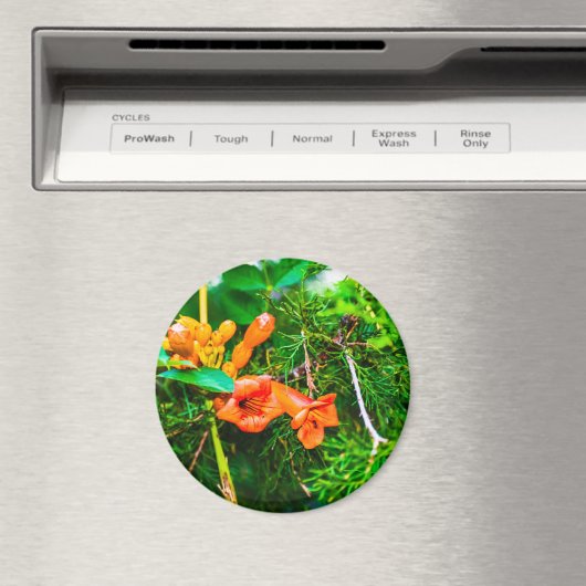 Trumpet Vine Magnet (In Situ (Geschirrspüler))