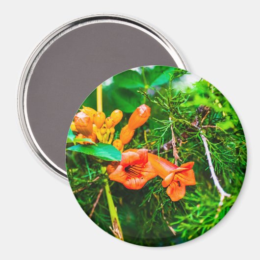 Trumpet Vine Magnet (Vorderseite/Rückseite)