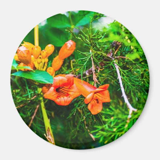 Trumpet Vine Magnet (Vorne)