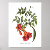 Trumpet Vine Poster (Vorne)