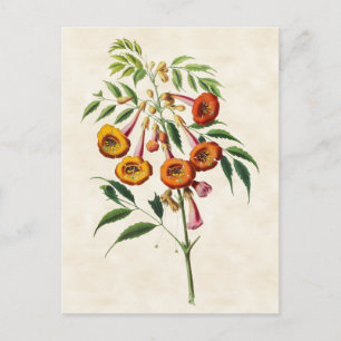 Trumpet Vine Vintag Botanical Postkarte