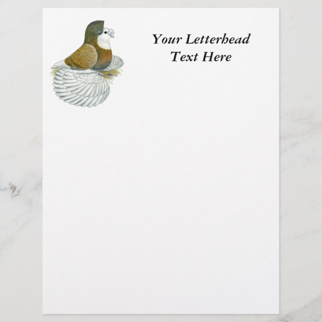 Trumpeter Pigeon AOC Baldhead (Vorderseite)
