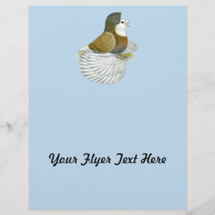 Trumpeter Pigeon AOC Baldhead Flyer
