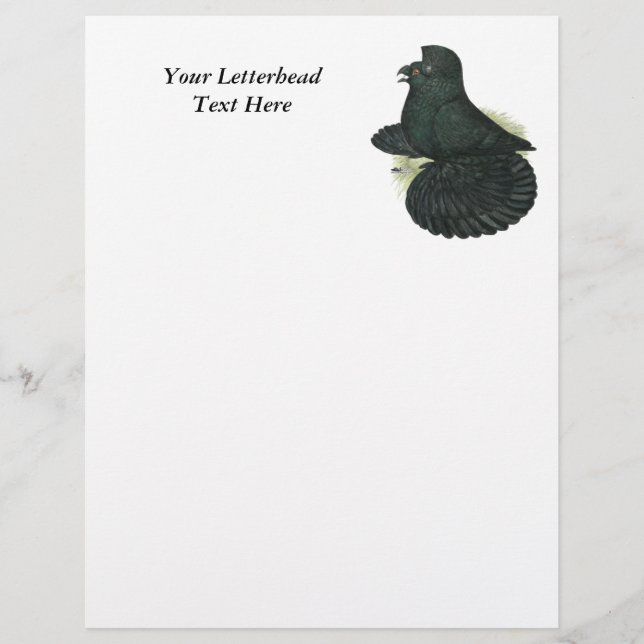 Trumpeter Pigeon Black (Vorderseite)