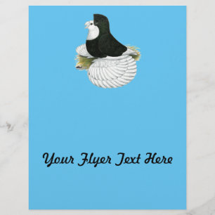 Trumpeter Pigeon Black Baldhead Flyer