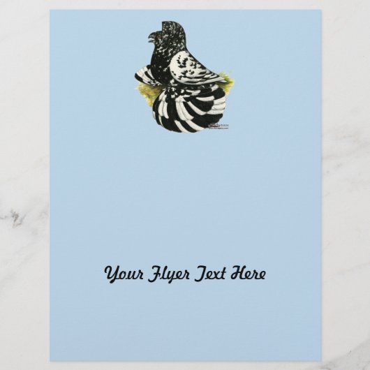 Trumpeter Pigeon Dark Splash Flyer (Vorne)