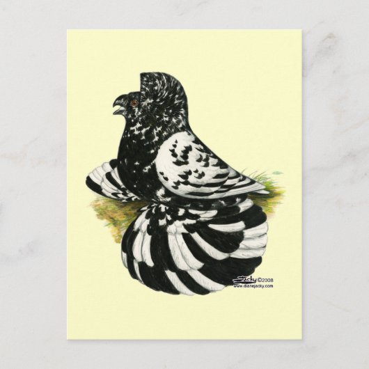 Trumpeter Pigeon Dark Splash Postkarte (Vorderseite)