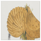 Trumpeter Pigeon Deroy Stoff (Nahaufnahme)