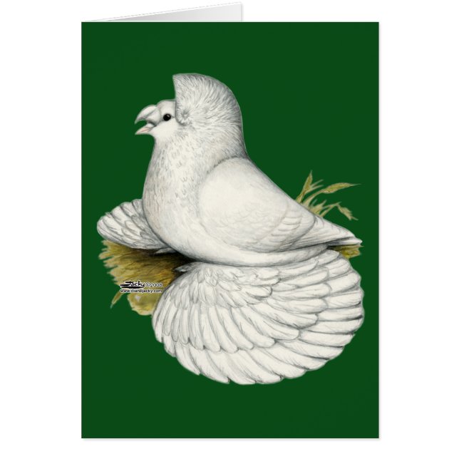 Trumpeter Pigeon White (Vorne)