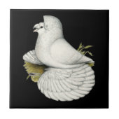 Trumpeter Pigeon White Fliese (Vorderseite)