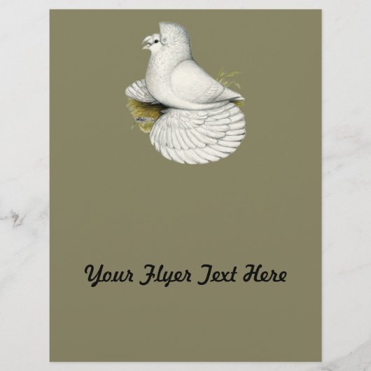 Trumpeter Pigeon White Flyer (Vorne)
