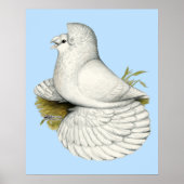 Trumpeter Pigeon White Poster (Vorne)
