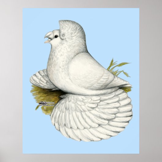 Trumpeter Pigeon White Poster (Vorne)