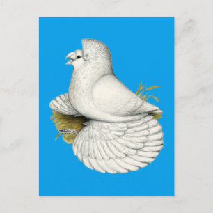 Trumpeter Pigeon White Postkarte