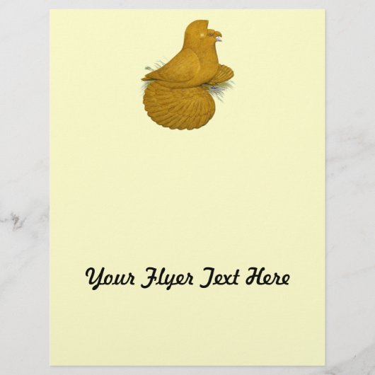 Trumpeter Pigeon Yellow Self Flyer (Vorne)