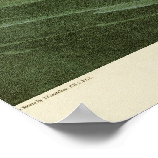 Trumpeter schwan antike Lithetafel Audubon Poster (Ecke)