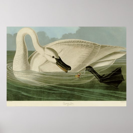 Trumpeter schwan antike Lithetafel Audubon Poster (Vorne)