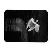 Trumpeter Swan b/w Magnet (Horizontal)