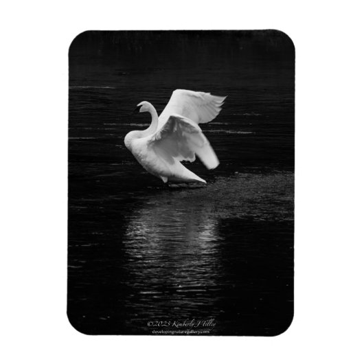 Trumpeter Swan b/w Magnet (Vertikal)