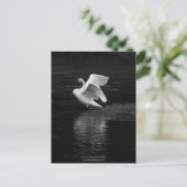 Trumpeter Swan b/w Postkarte (Stehend Vorderseite)