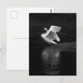 Trumpeter Swan b/w Postkarte (Vorne/Hinten)