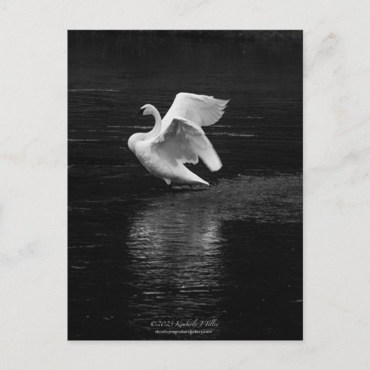 Trumpeter Swan b/w Postkarte (Vorderseite)