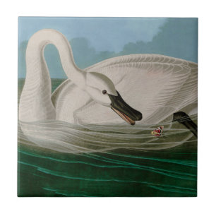 Trumpeter Swan Birds of America Audubon Print Fliese