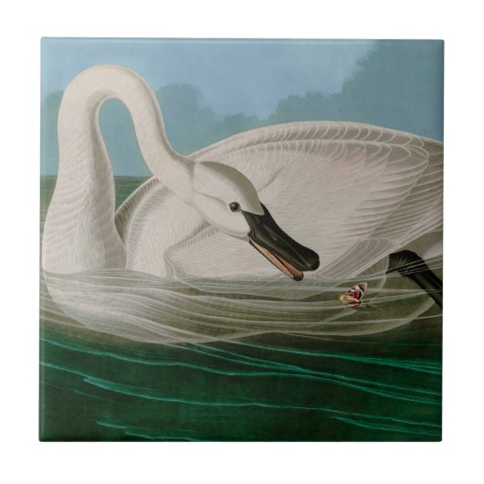 Trumpeter Swan Birds of America Audubon Print Fliese (Vorderseite)